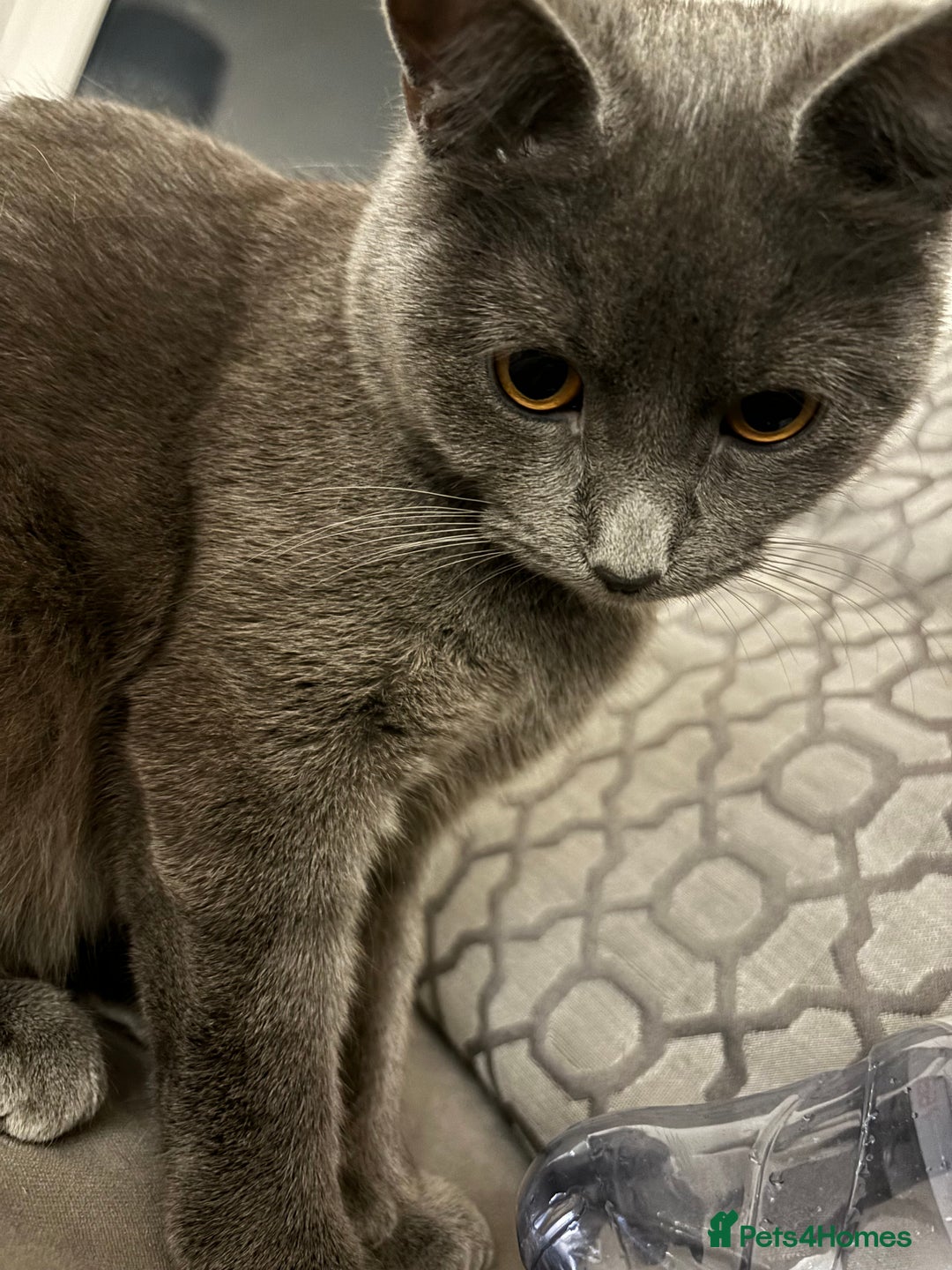 Russian Blue cats for sale: Russian blue, female adult cat  - Image 1