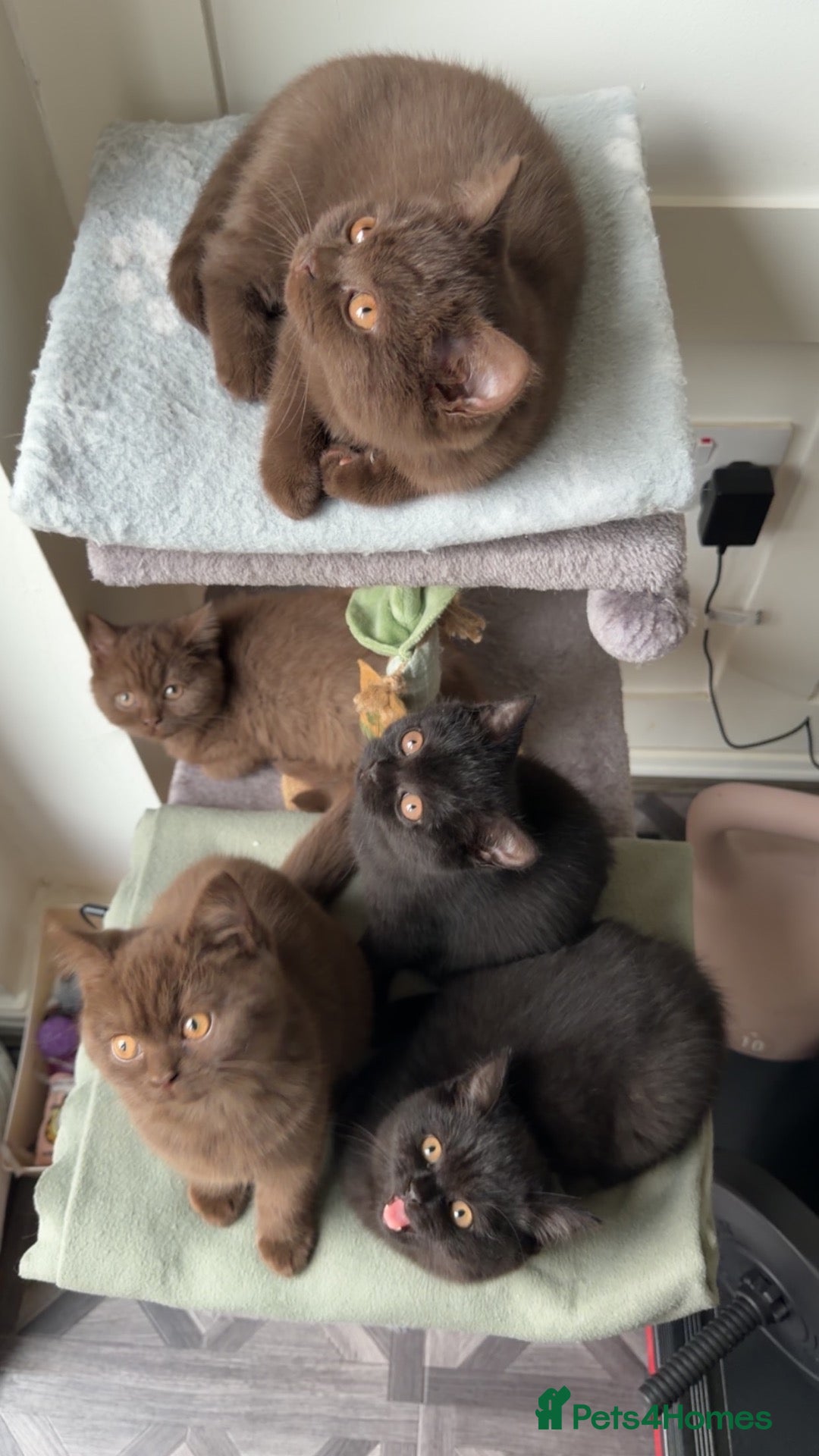 British Shorthair cats *REDUCED* British Shorthair Kittens in chocolate  - Advert 2