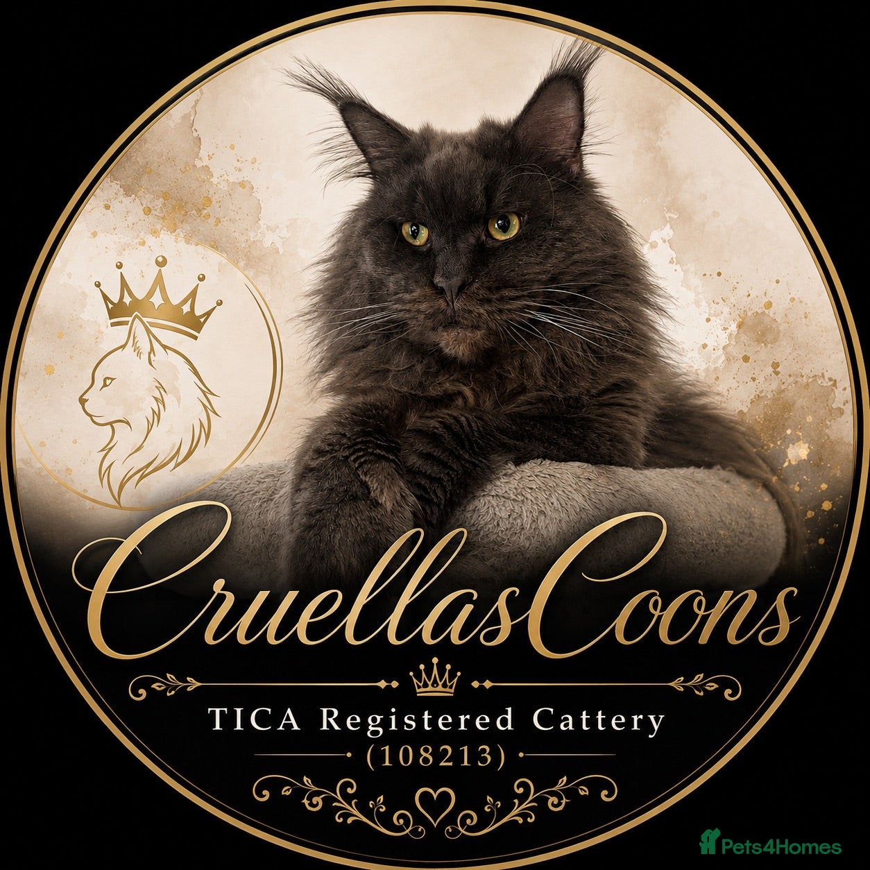 Maine Coon cats Last litter of the year Super Maine Coons - Advert 2