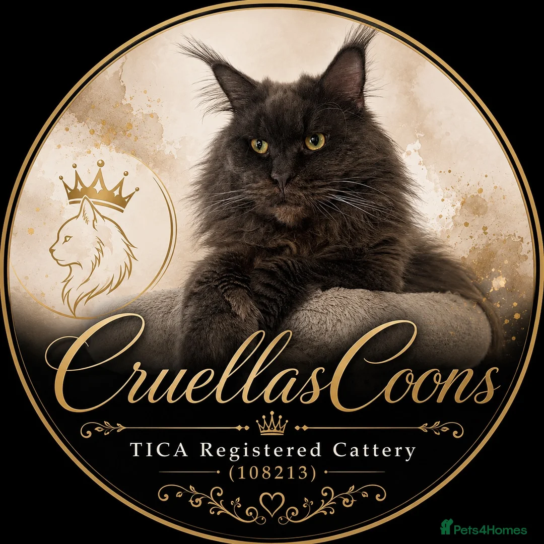 Maine Coon cats for sale: Last litter of the year Super Maine Coons in Blackpool - Advert 2