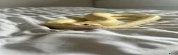 Python Snake reptiles for sale: Royal Python  - Advert 2
