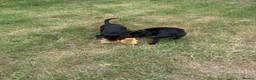Labrador Retriever dogs for sale: 2 female black labs for sale  - Advert 3