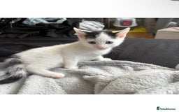 Mixed Breed cats for sale: This beautiful kitten is for sale  - Image 2