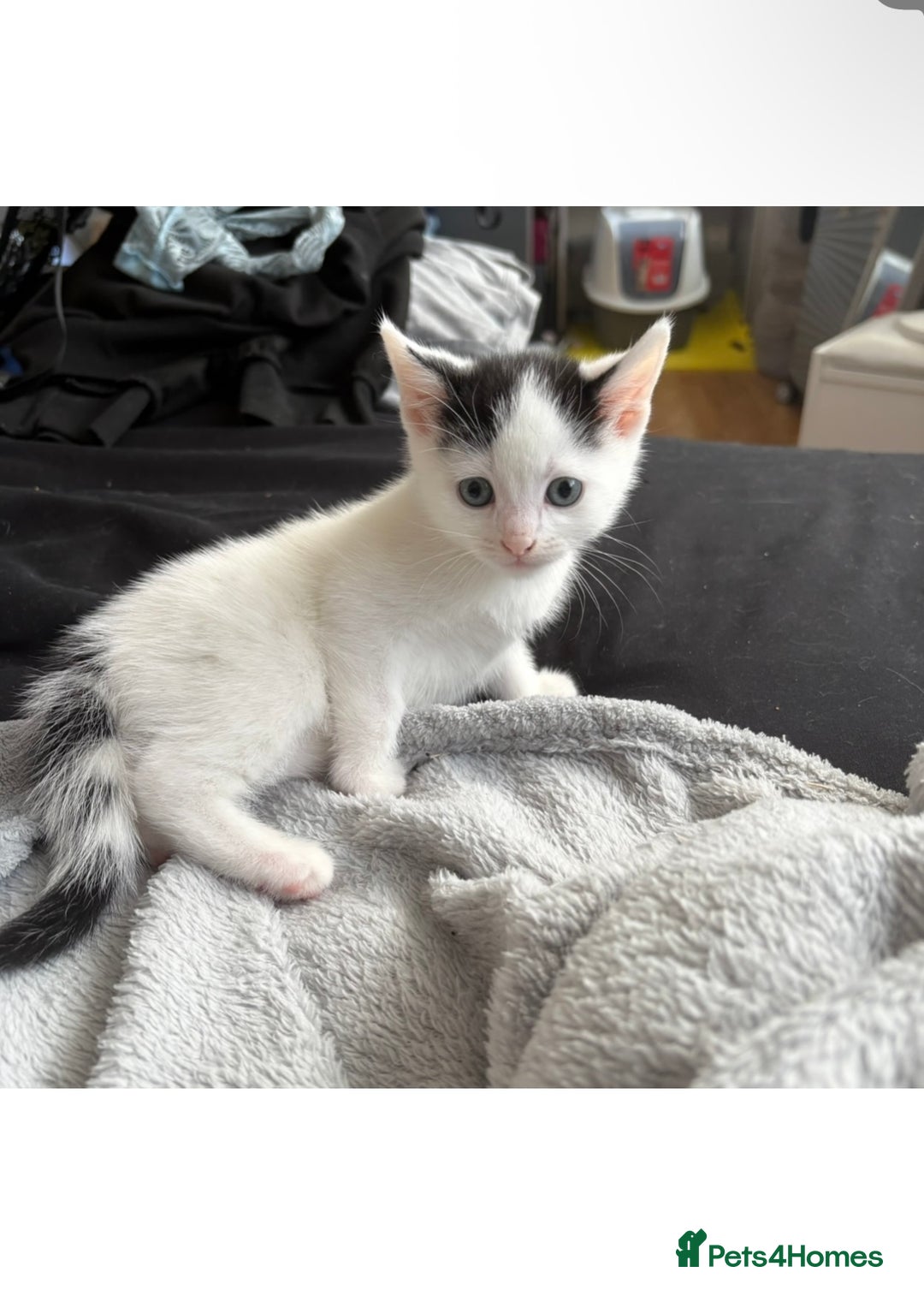 Mixed Breed cats for sale: This beautiful kitten is for sale  - Image 2