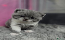 British Shorthair cats for sale: Gccf registered British shorthair kittens  - Image 1