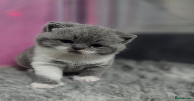 British Shorthair cats - Advert 7