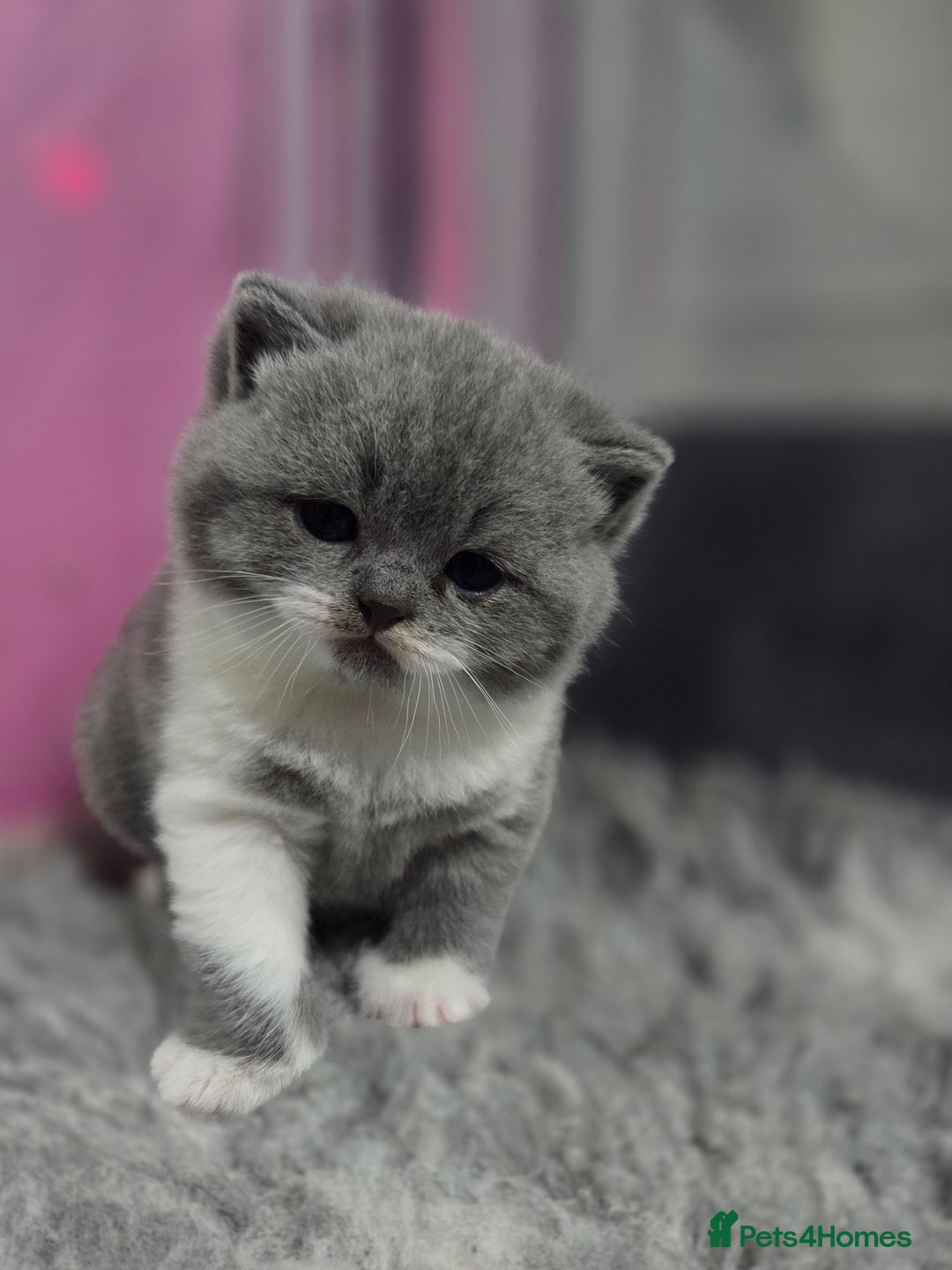 British Shorthair cats for sale: Gccf registered British shorthair kittens  - Image 1