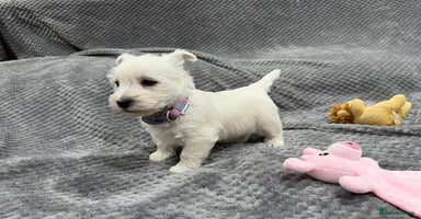 West Highland Terrier dogs - Advert 8