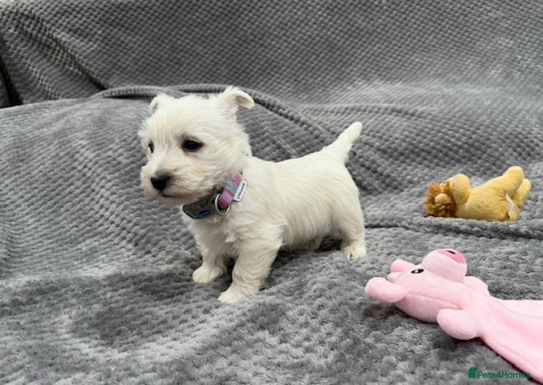 West Highland Terrier dogs for sale: KC REGISTERED Boys & Girl available - Image 2