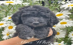 Sheepadoodle dogs for sale: Sheepaberdoodledoos  5 ⭐️ Licensed Home Breeder - Image 5