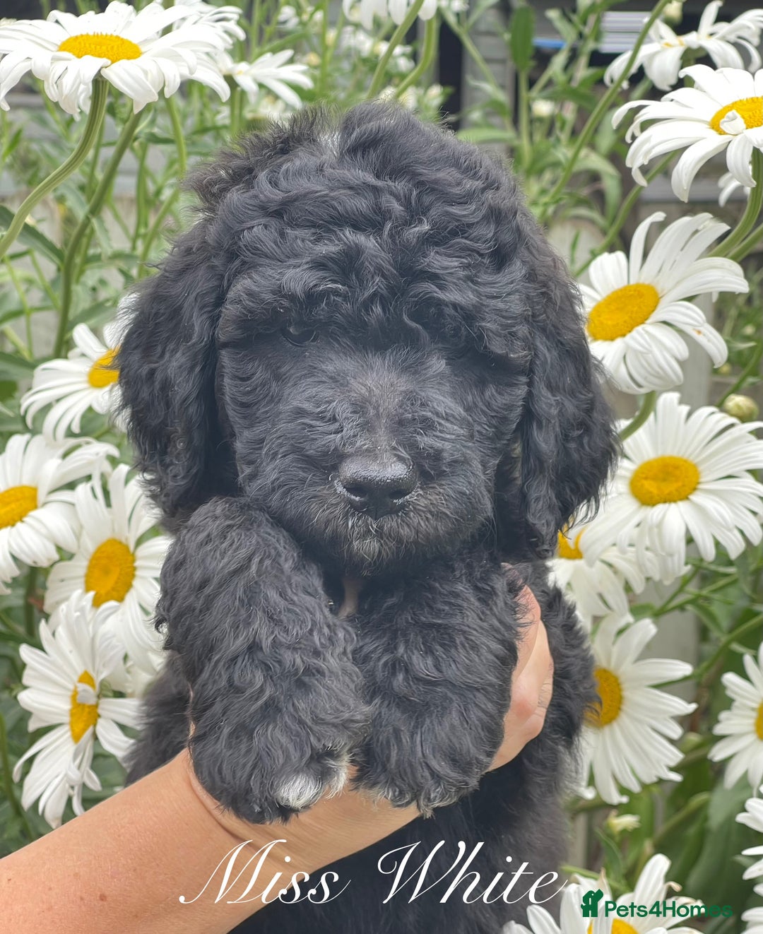 Sheepadoodle dogs for sale: Sheepaberdoodledoos  5 ⭐️ Licensed Home Breeder - Image 5