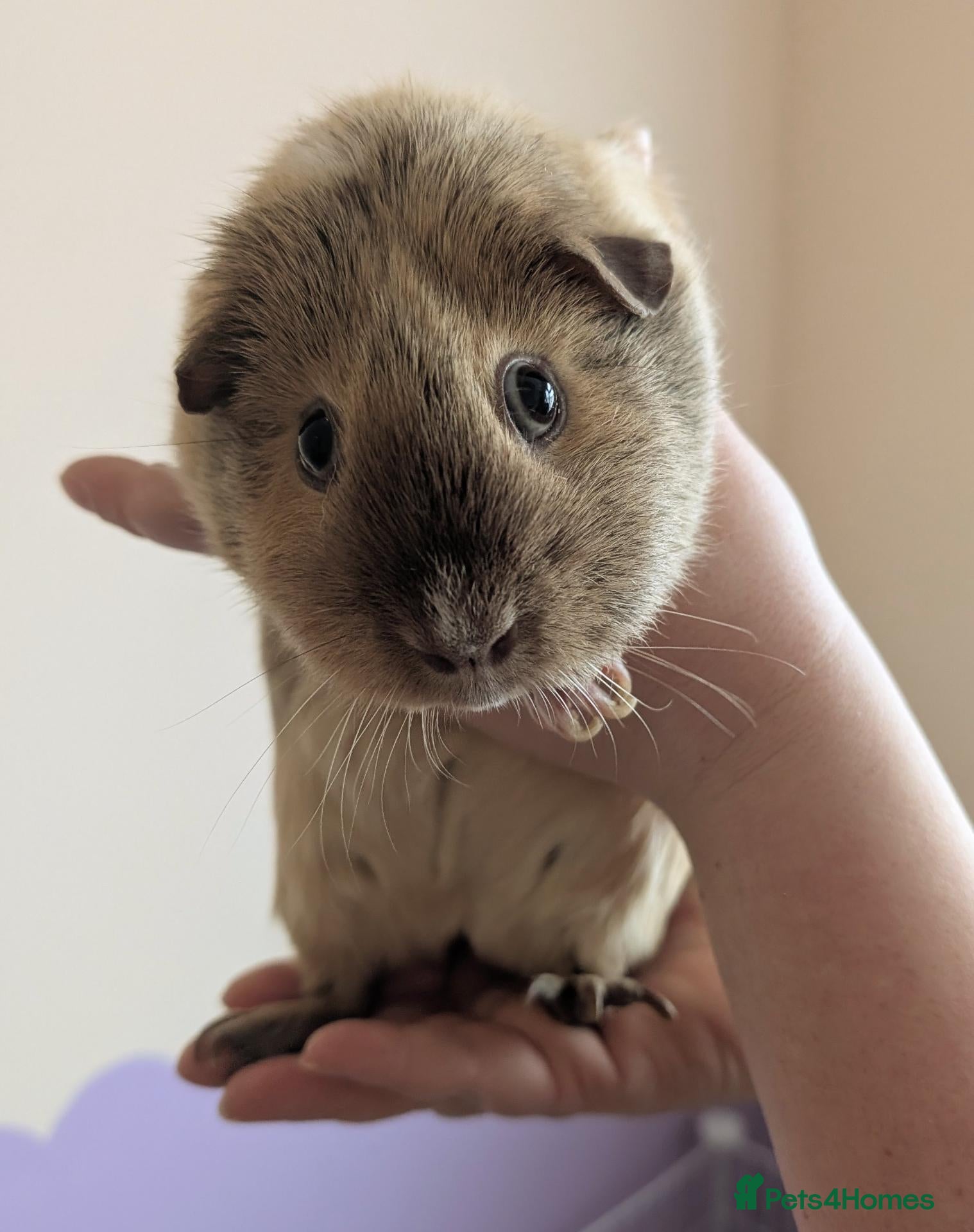 Guinea Pig rodents Two beautiful bonded sows in need of a new home  - Advert 2