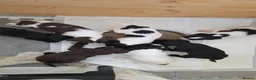 Sprocker dogs for sale: Sprocker puppies in Fraserburgh - Advert 14