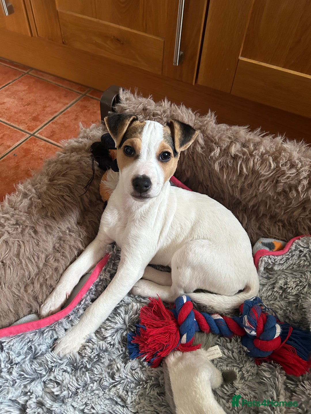 Parson Russell dogs for sale: Beautiful Jack Russell boy - Advert 3