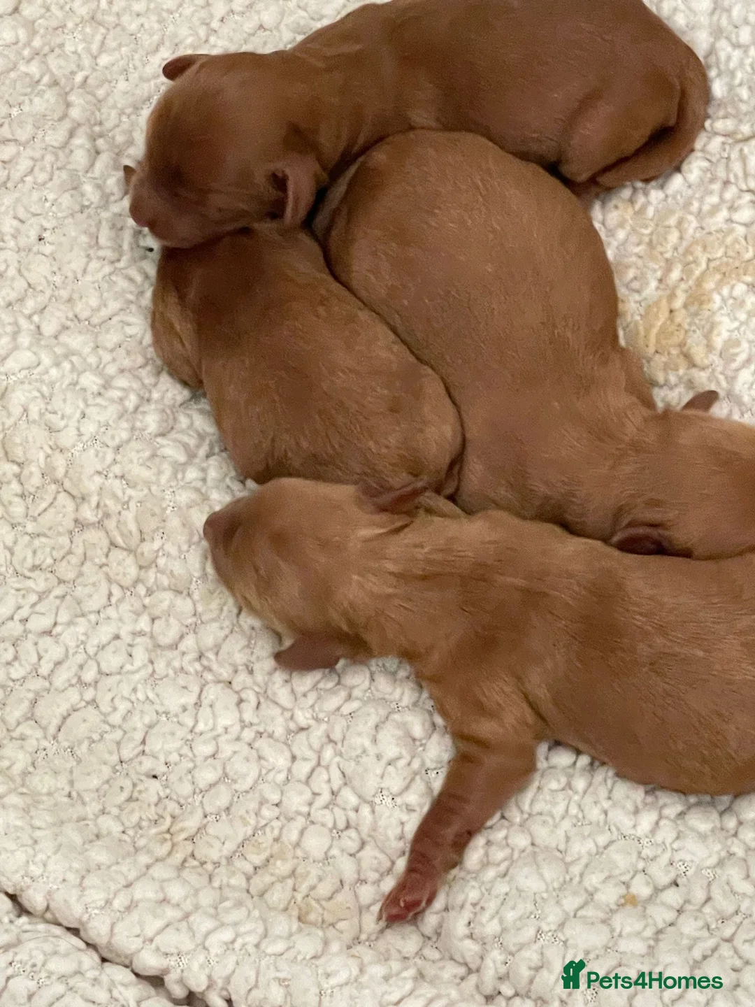 Cavapoo dogs for stud: Stunning Cavapoo for Stud (Proven) in Grays - Advert 13