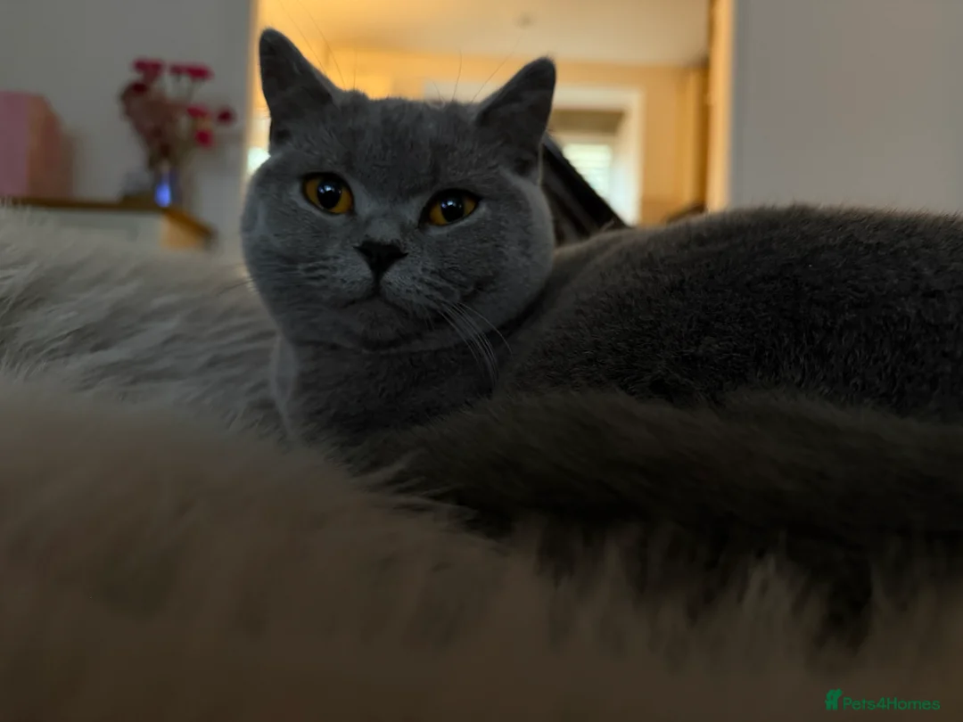 British Shorthair cats for sale: Nina The British shorthair  - Advert 8