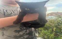 British Shorthair cats for sale: ******  - Image 6