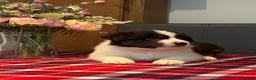 Australian Shepherd dogs for sale: STUNNING AUSTRALIAN SHEPHERD PUPPIES  - Advert 6