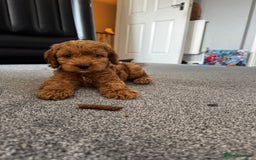 Cockapoo dogs for sale: 5 month Cockapoo puppy  - Image 1