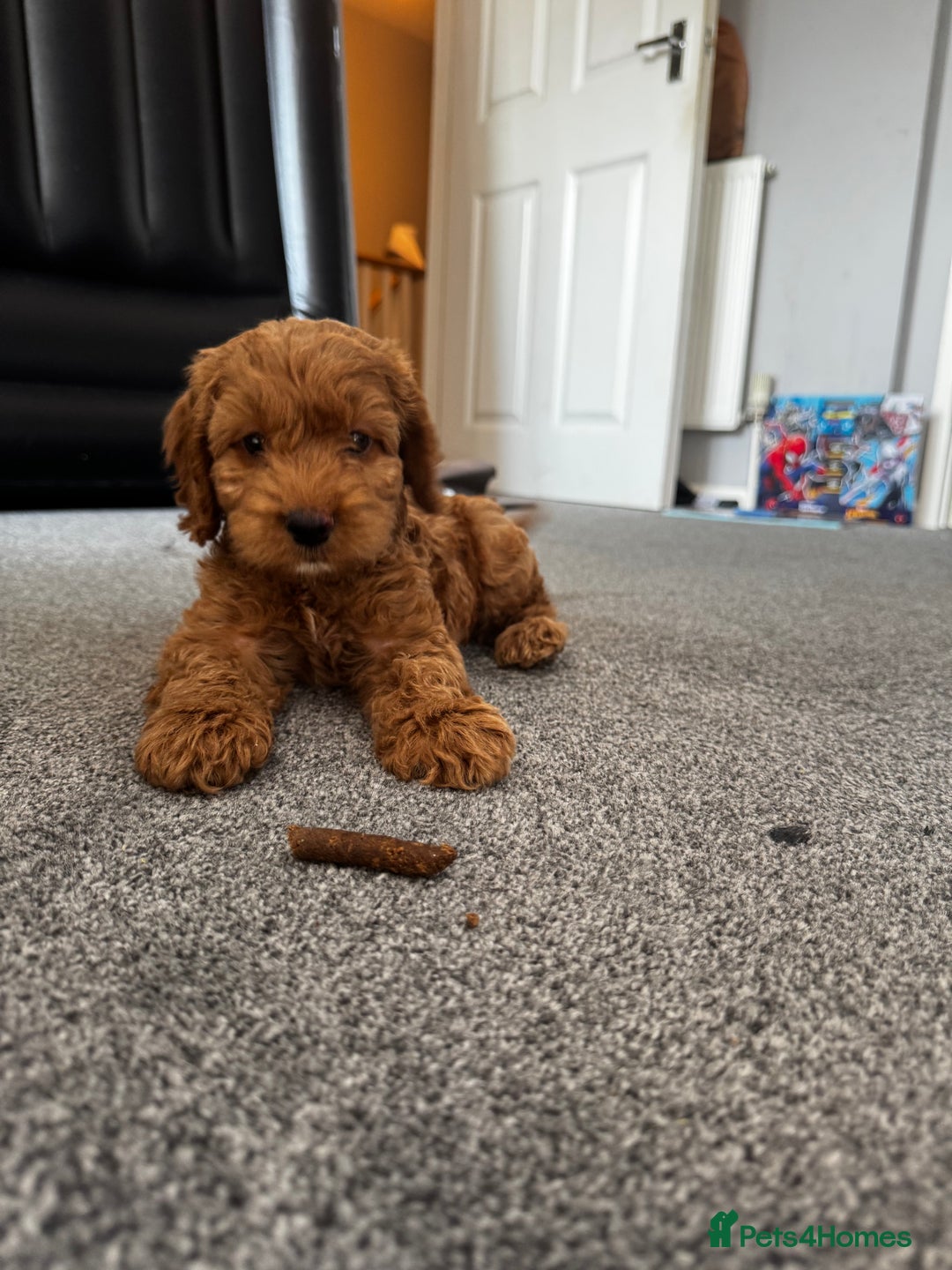Cockapoo dogs for sale: 5 month Cockapoo puppy  - Image 1