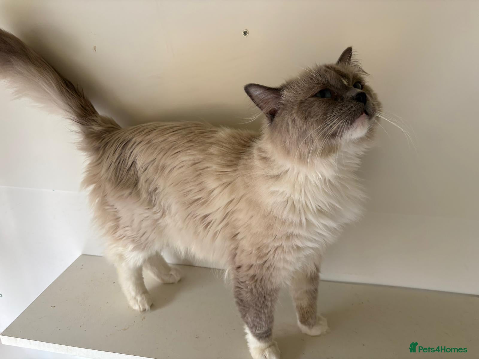Ragdoll cats Ragdoll for stud - Advert 15
