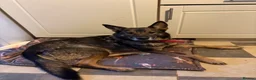 German Shepherd dogs for sale: Female German shepherd  - Advert 5