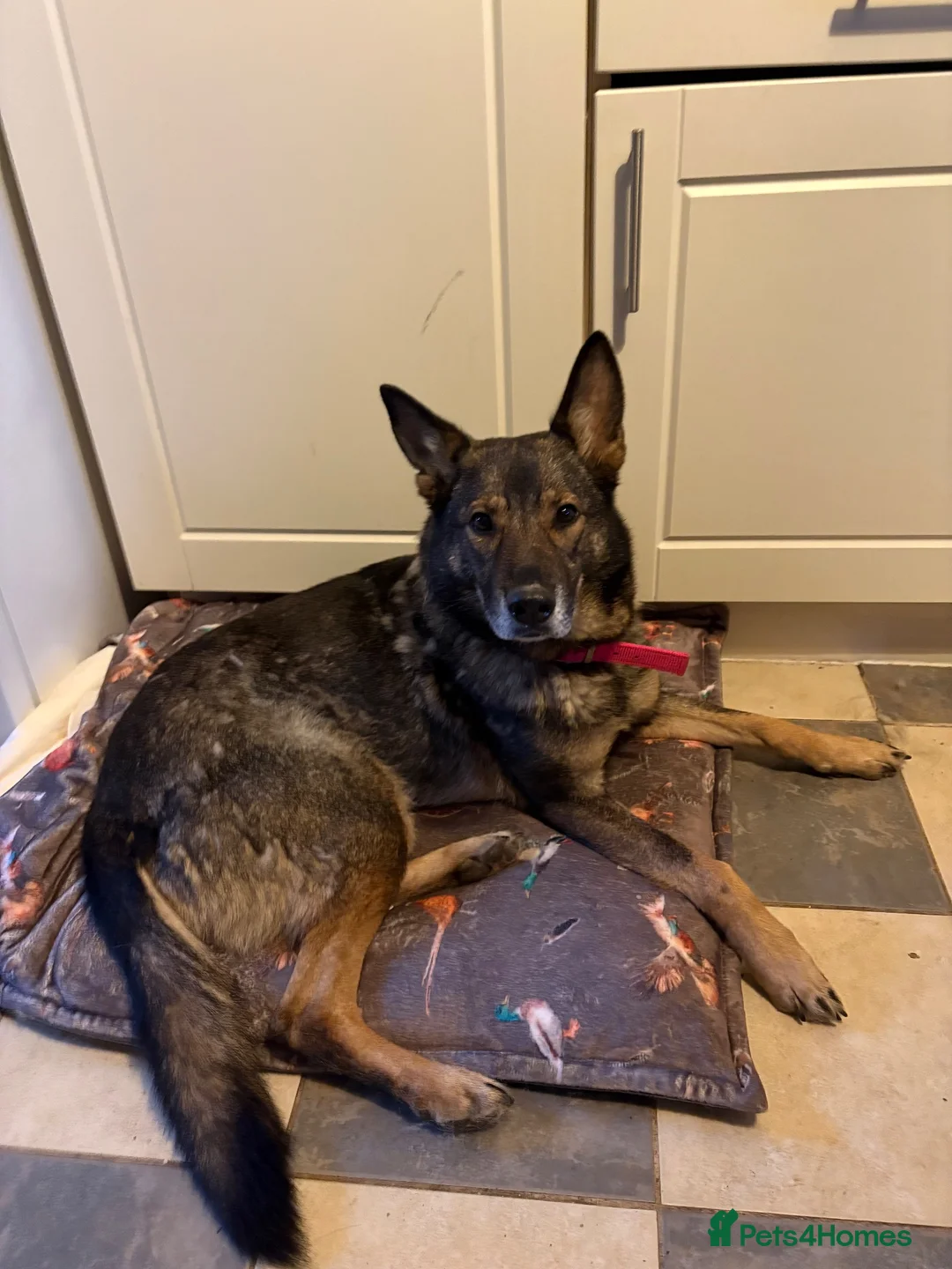 German Shepherd dogs for sale: Female German shepherd  - Advert 5