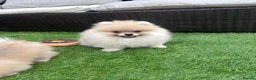 Pomeranian dogs for sale: 🔥Outstanding 🐻Teddy Bear 🏆 - Advert 4