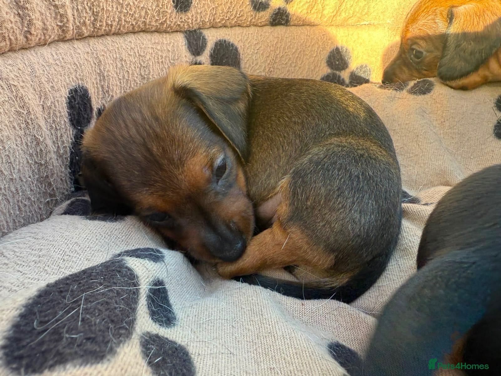 Miniature Dachshund dogs Miniature Dachshund Puppies - Advert 2
