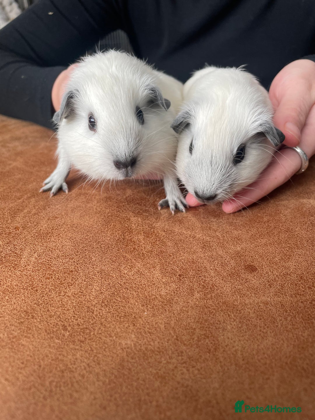 Guinea Pig rodents for sale: Two Female baby Californian point guineas - Image 2