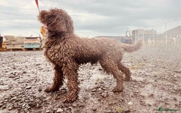 Cockapoo dogs for sale: Quality Chocolate Cockapoos Pups - Image 13