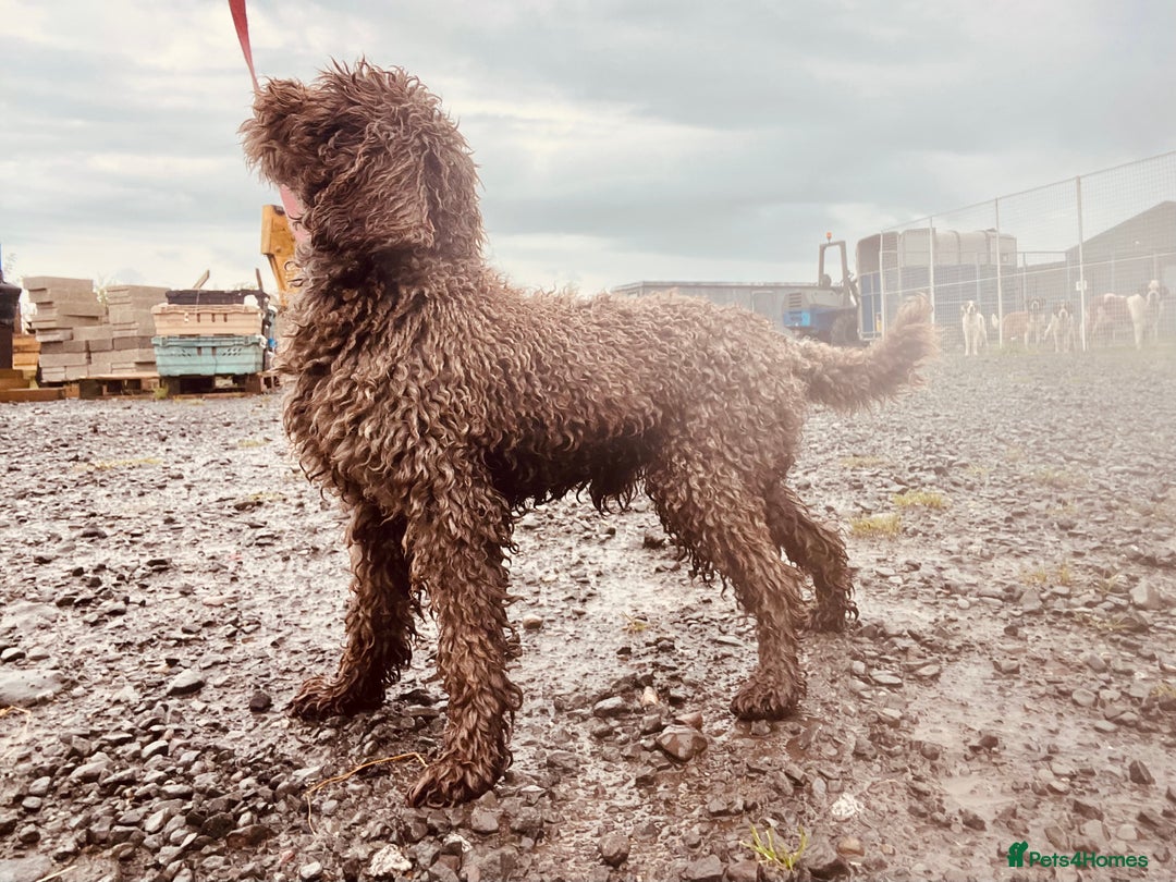 Cockapoo dogs for sale: Quality Chocolate Cockapoos Pups - Image 13
