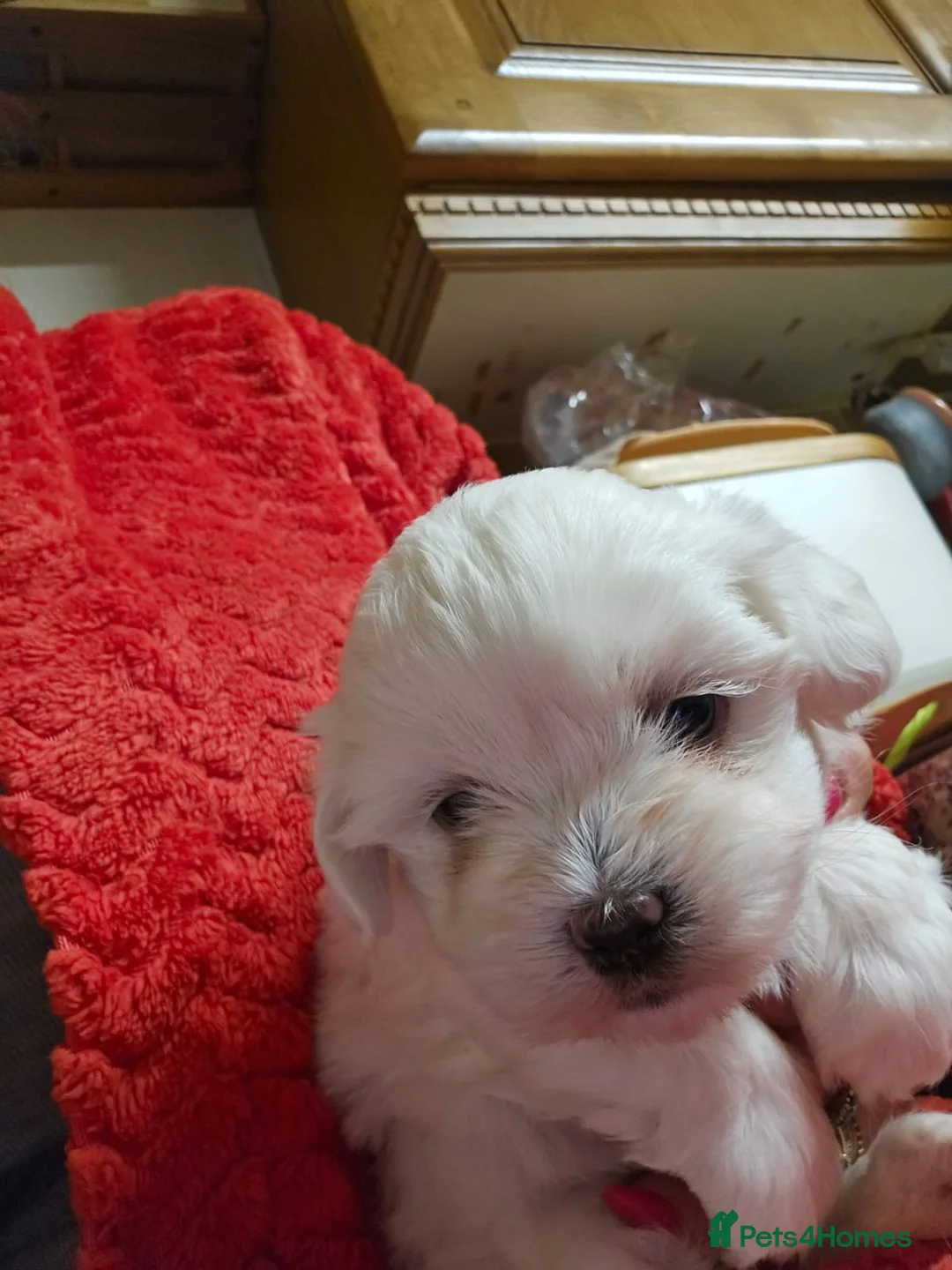 Maltese dogs for sale: 2 puppies Bichons maltese - Advert 17