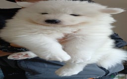 Samoyed dogs for sale: Samoyed - Image 2