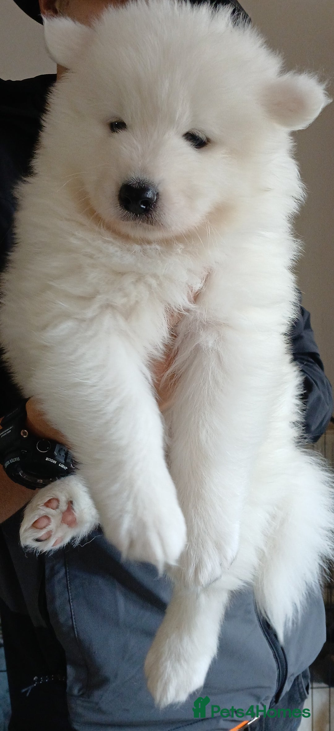 Samoyed dogs for sale: Samoyed - Image 2