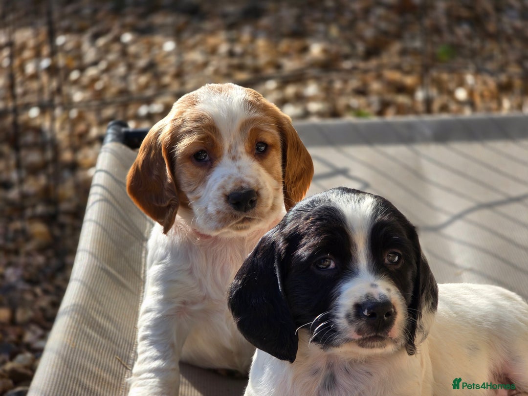 Sprocker dogs for sale: Hendrix the male sprocker available. - Image 14
