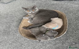 British Shorthair cats for sale: British shorthair kitten  - Image 20