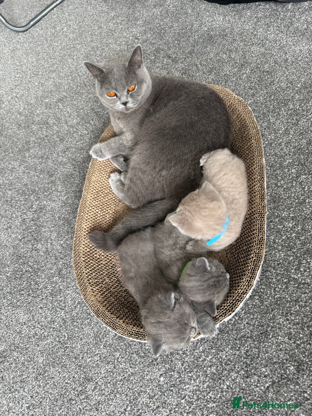 British Shorthair cats for sale: British shorthair kitten  - Image 20