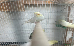 Budgerigars birds for sale: Budgies need gone  - Image 6