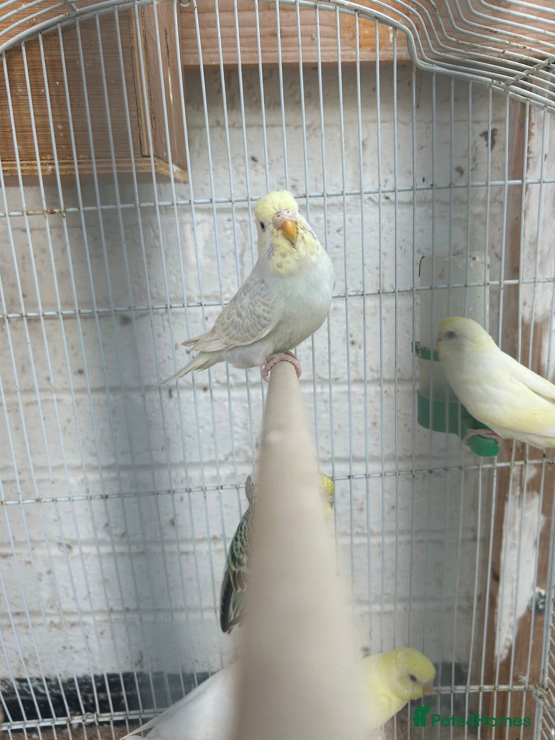 Budgerigars birds for sale: Budgies need gone  - Image 6