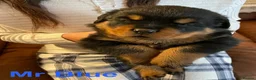 Rottweiler dogs for sale: KC Registered Rottweiler Puppies in Leicester - Advert 6