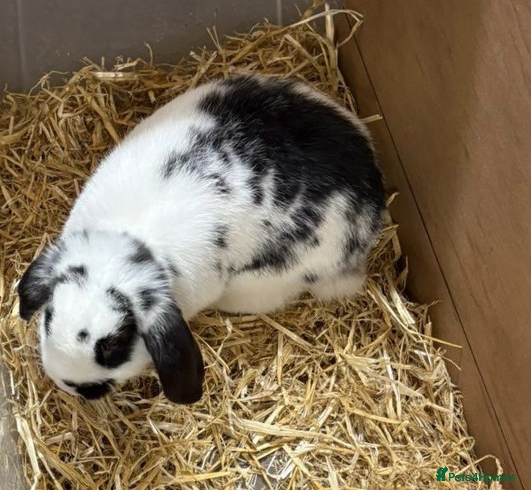 Mixed Breed rabbits for sale: Mini Lop X Netherland Dwarf - Advert 3