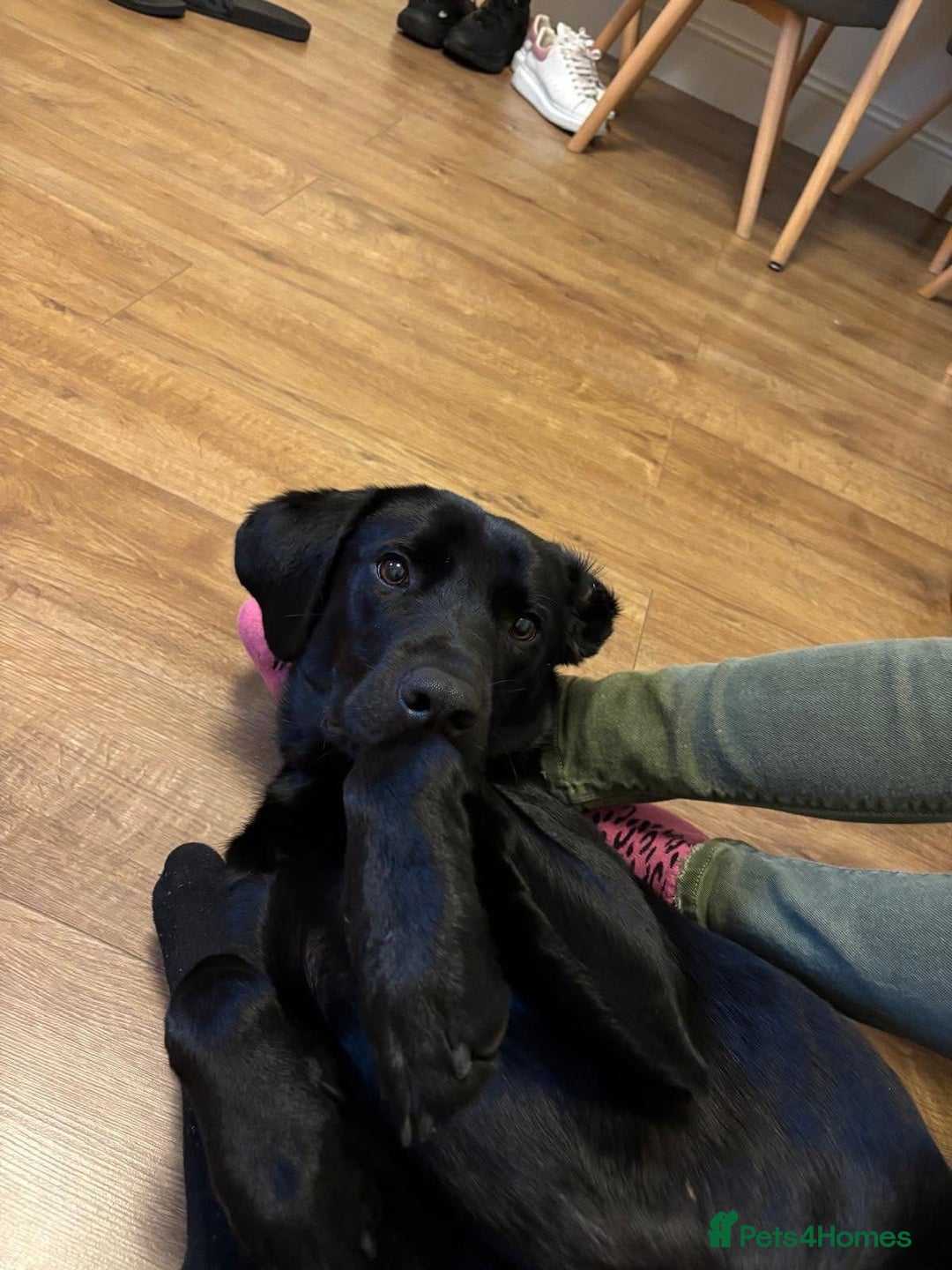 Labrador Retriever dogs for sale: EMERGENCY SALE - Advert 2