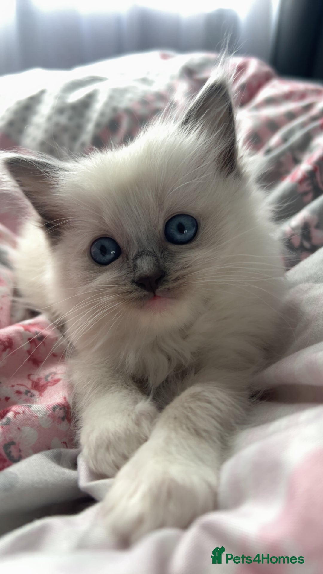 Ragdoll cats for sale: Blue point Ragdoll girl - Advert 2