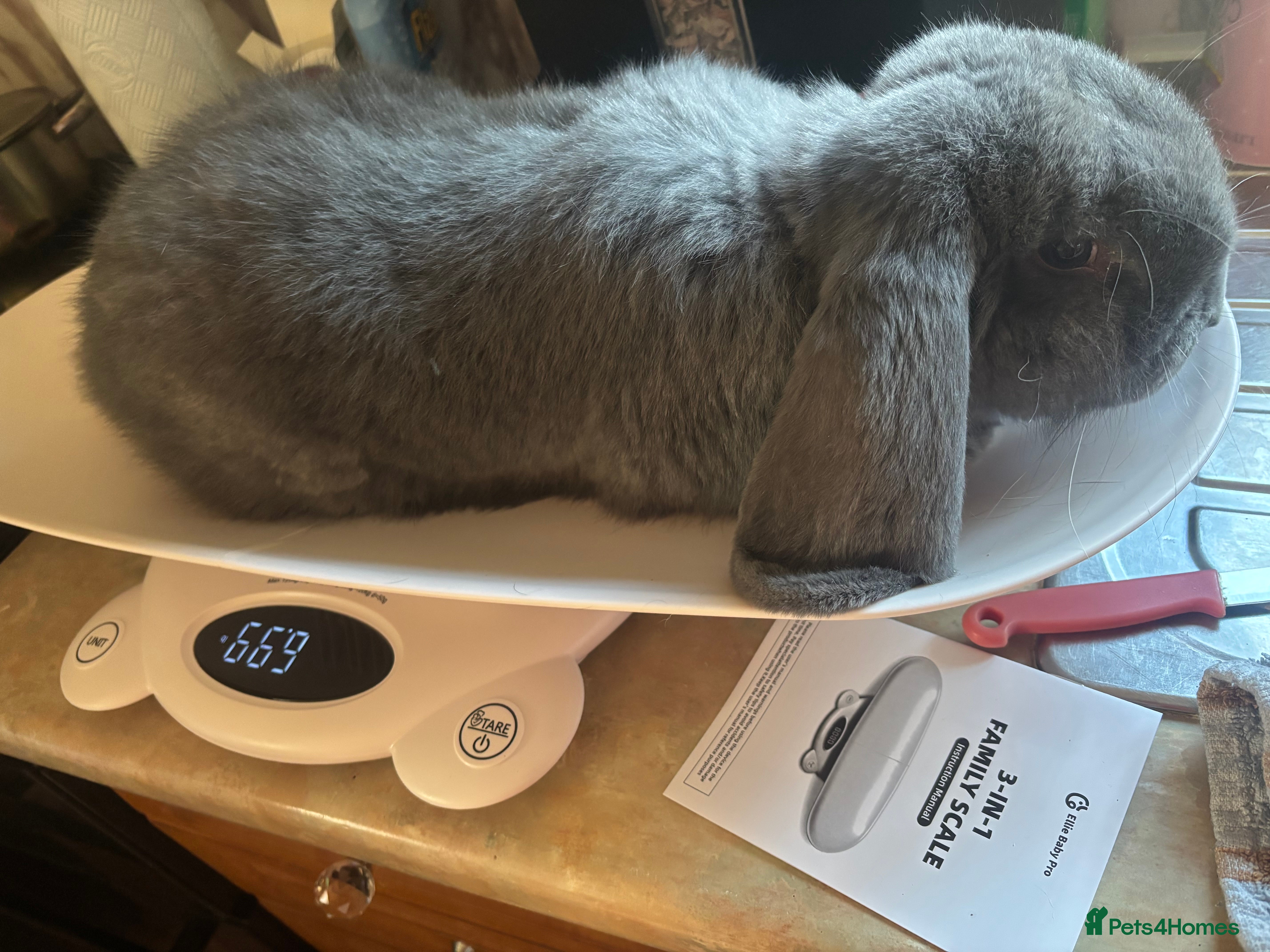 French Lop rabbits French lops - Advert 2