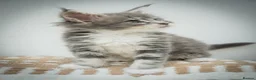 Maine Coon cats for sale: Stunning Maine Coon Kittens – Ready Now - Advert 13