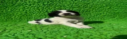 English Springer Spaniel dogs for sale: Exceptional ESS pups from tested working parents  - Advert 7