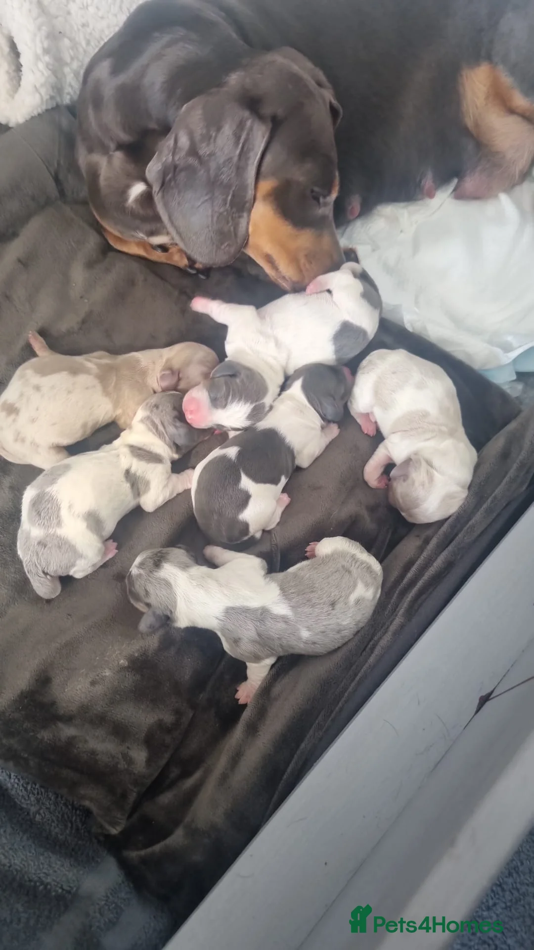 Miniature Dachshund dogs for stud: BLUE DAPPLE PIEBALD STUD CARRYING LONG HAIR CHOCO in Liverpool - Advert 7