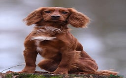 Cocker Spaniel dogs for sale: K.C. Well bred chocolate working cocker spaniels - Image 23