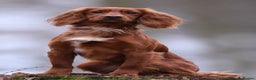 Cocker Spaniel dogs for sale: K.C. Well bred chocolate working cocker spaniels - Advert 23